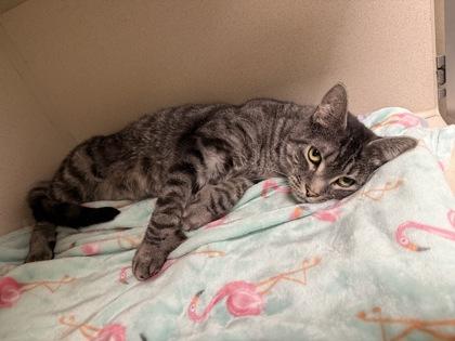 Piglet & Pooh Bonded Pair, a Adoptable mixed breed in East Brookfield, MA image 2/2