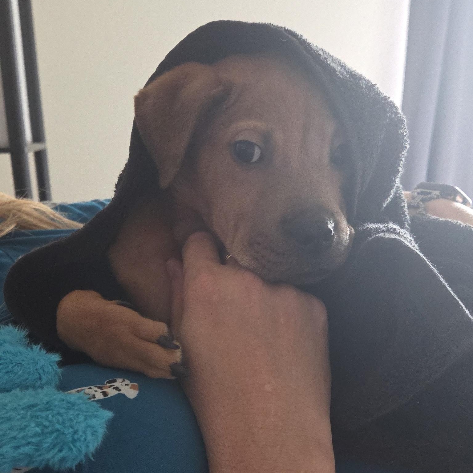 Enlarge Pepe, a ADOPTABLE mixed breed in Fort Collins, CO image 3/4