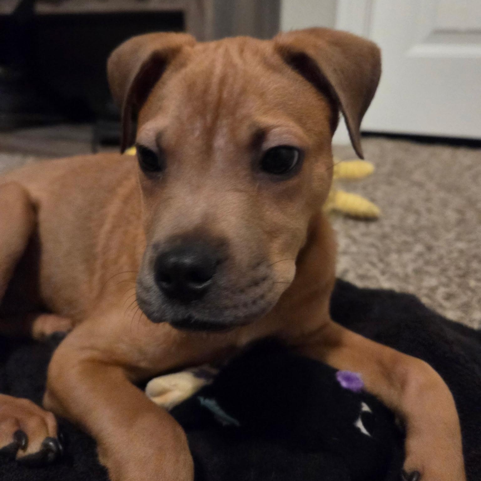 Enlarge Pepe, a ADOPTABLE mixed breed in Fort Collins, CO image 2/4