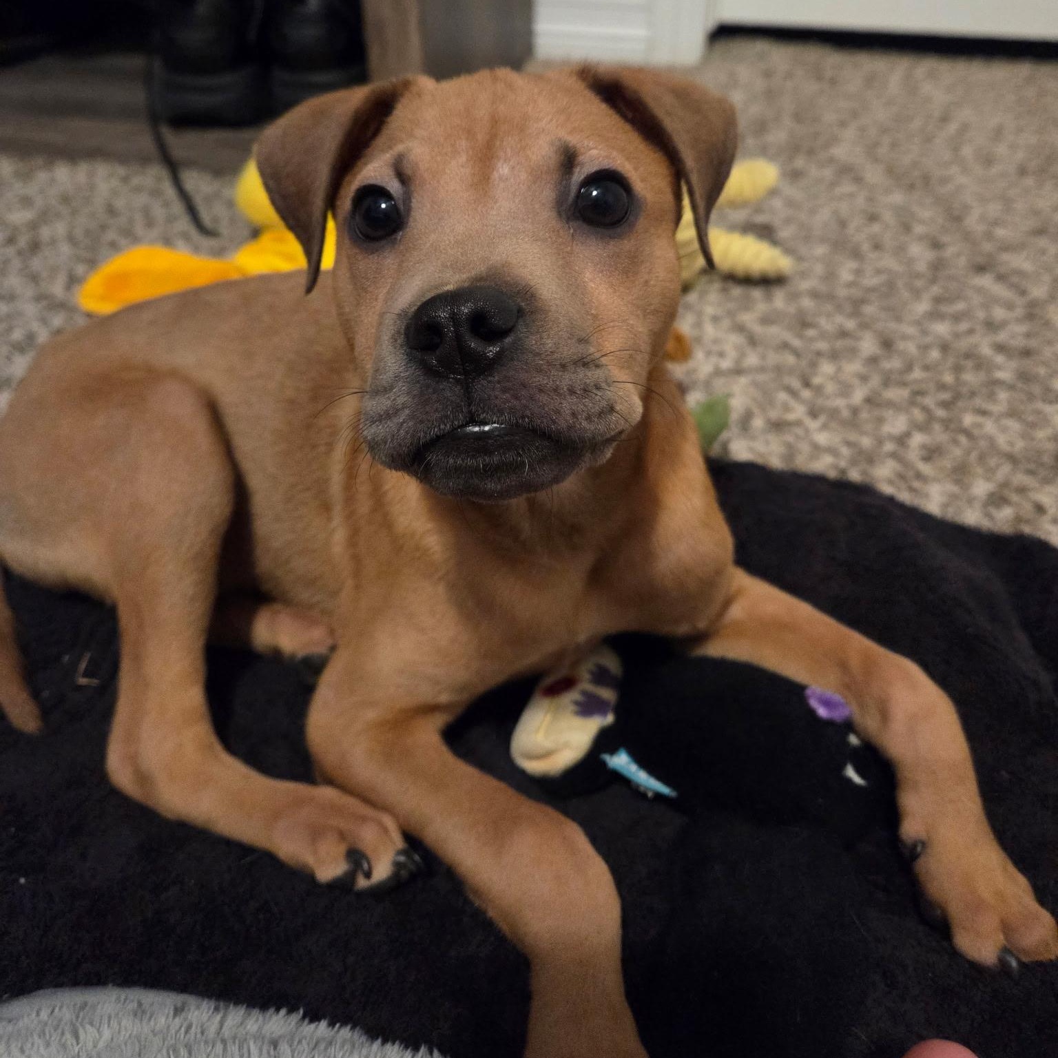 Pepe, ADOPTABLE, Puppy Male Staffordshire Bull Terrier.