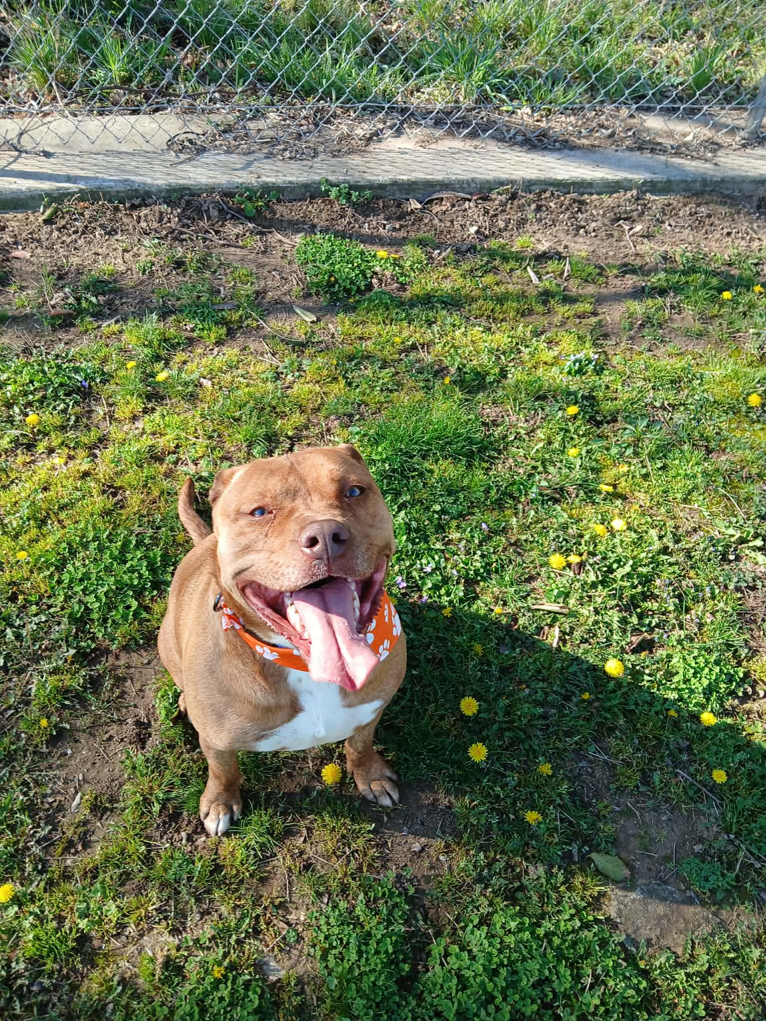 Enlarge Vilkas, a ADOPTABLE mixed breed in Harrison, AR image 1/5