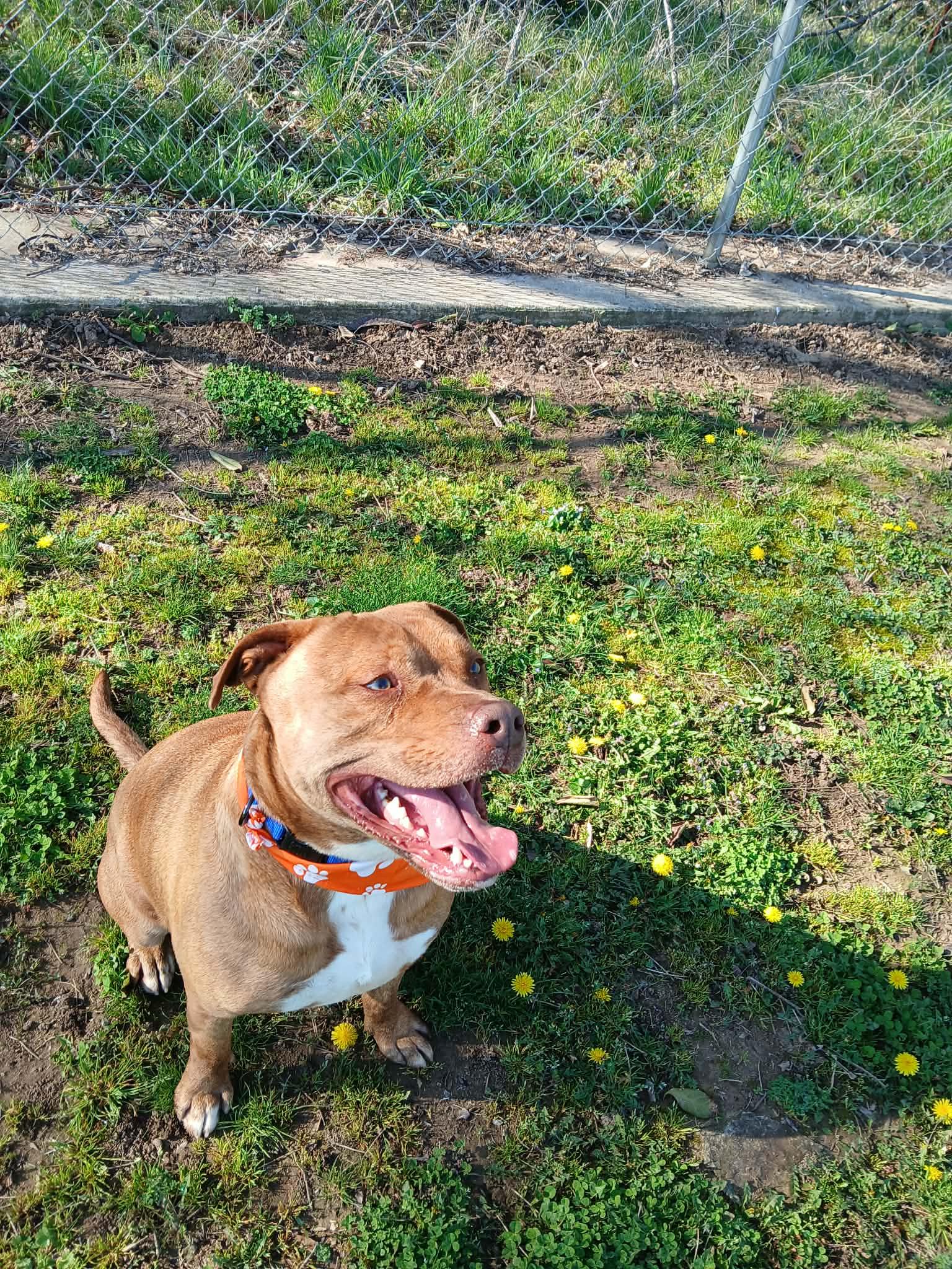 Enlarge Vilkas, a ADOPTABLE mixed breed in Harrison, AR image 3/5