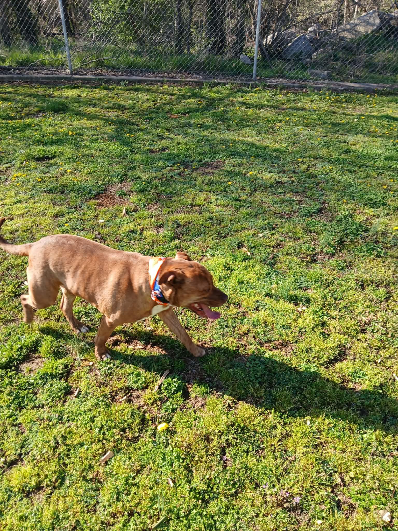 Enlarge Vilkas, a ADOPTABLE mixed breed in Harrison, AR image 5/5