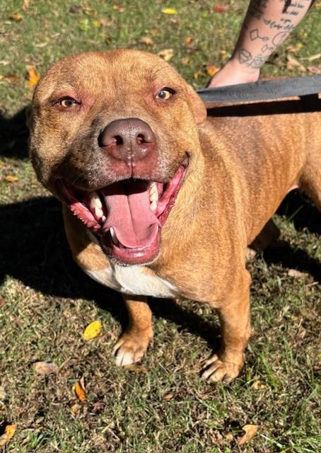 Vilkas, a ADOPTABLE mixed breed in Harrison, AR image 2/3