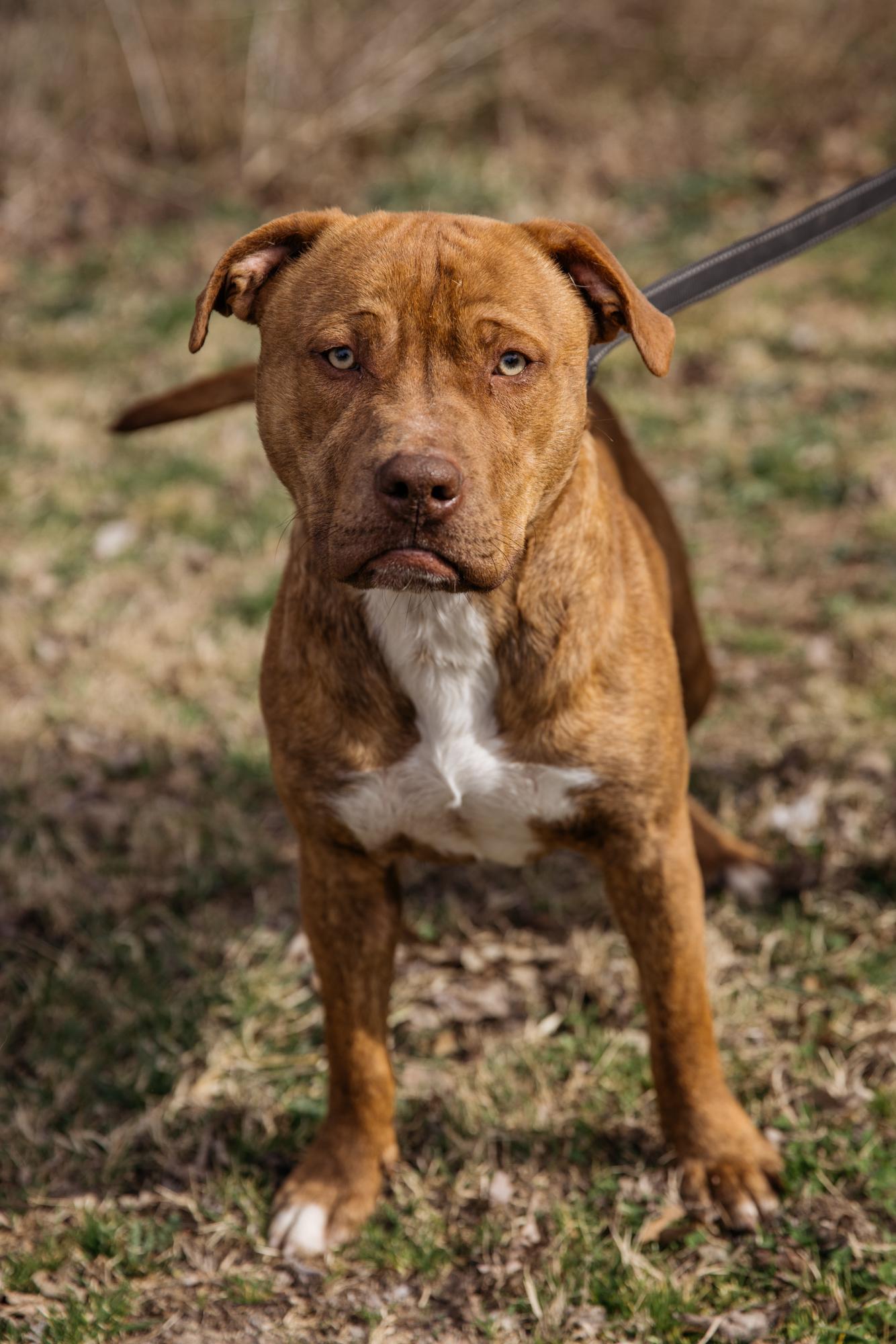 Vilkas, a ADOPTABLE mixed breed in Harrison, AR image 1/3
