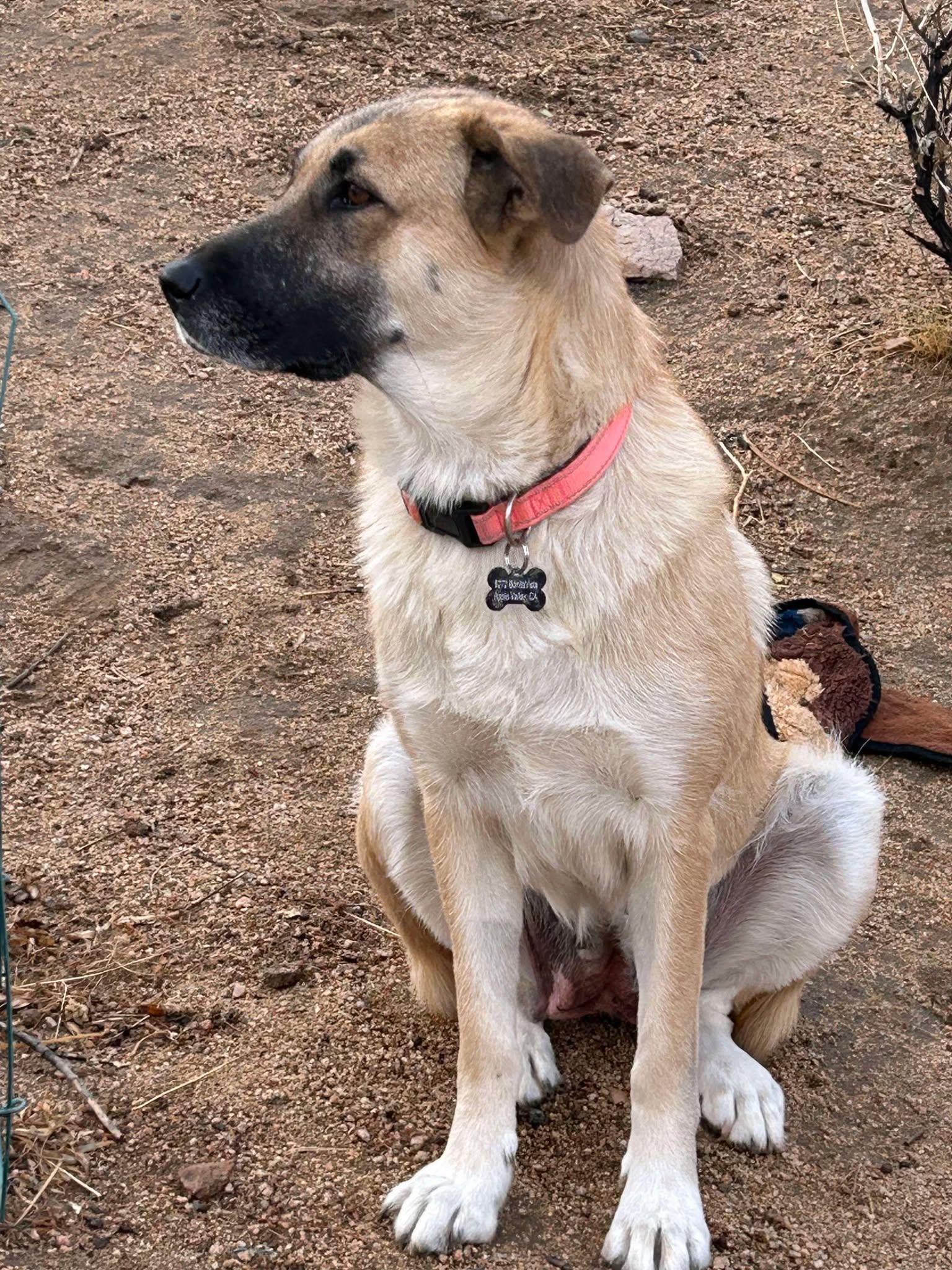 Maverick, Adoptable, Young Male German Shepherd Dog.