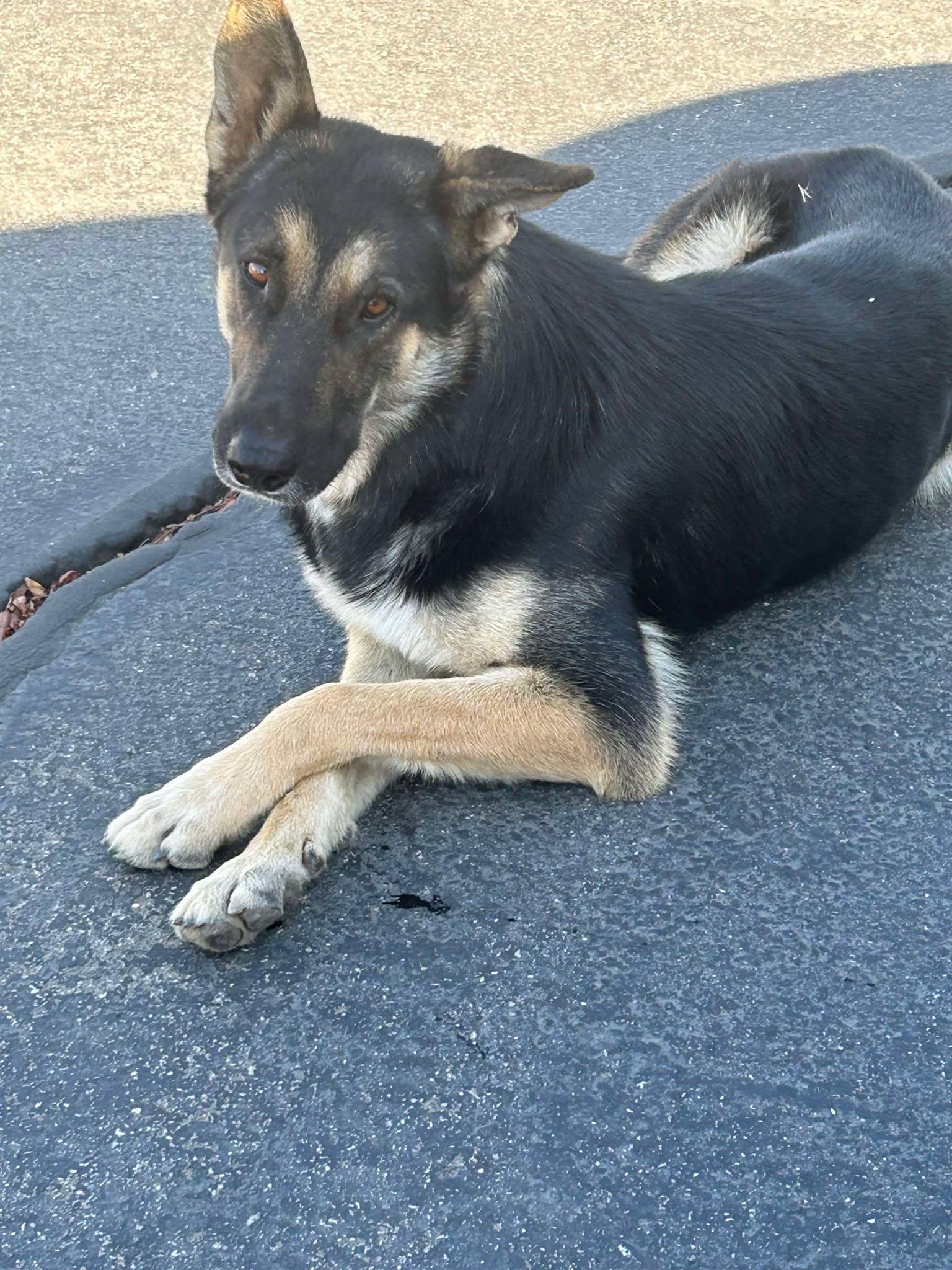 Maverick, Adoptable, Young Male German Shepherd Dog.