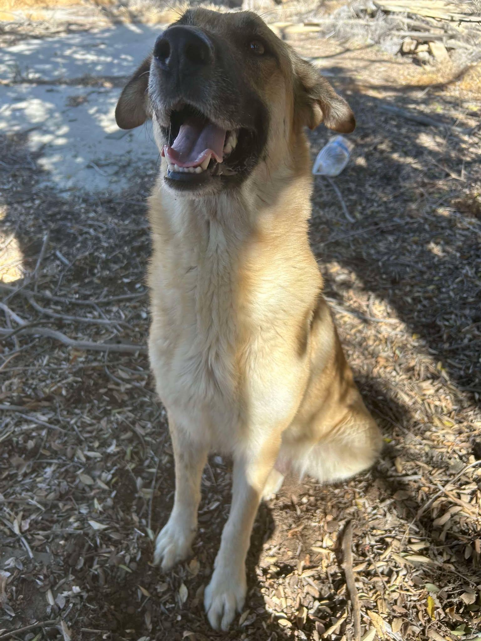Maverick, a Adoptable mixed breed in Glendale, AZ image 3/6