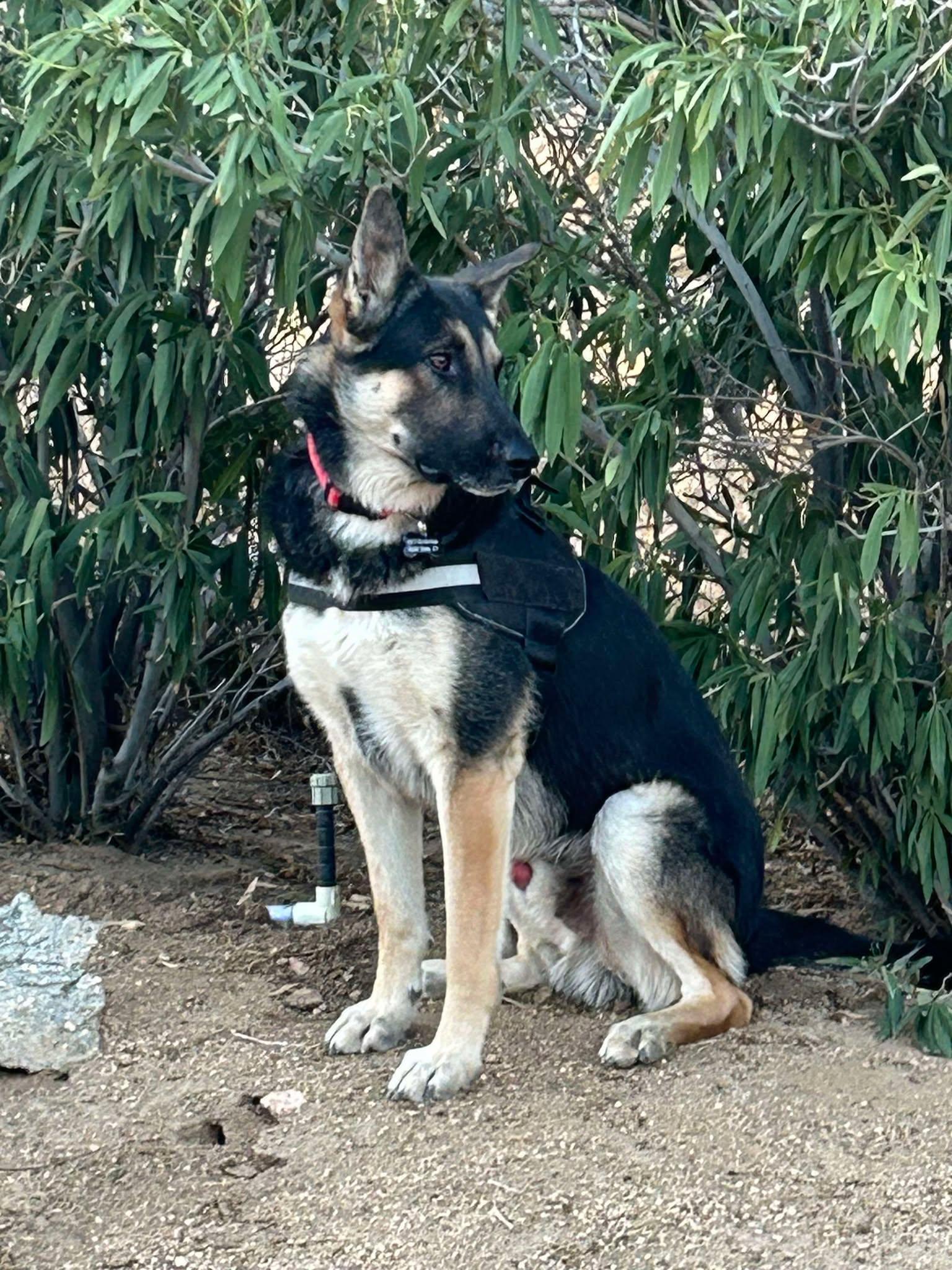 Maverick, a Adoptable mixed breed in Glendale, AZ image 6/6