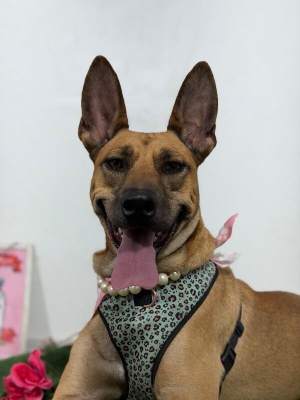 Canela-One of our Amazing Rescue Dogs photo