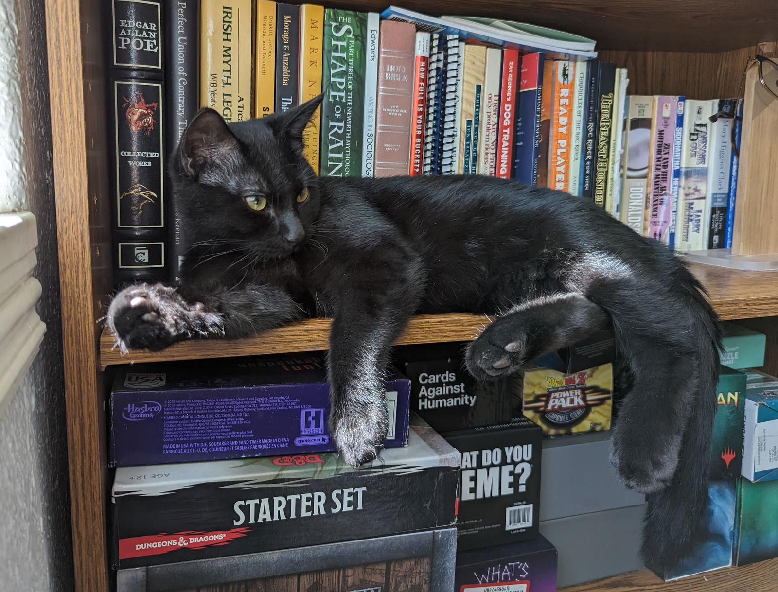 Enlarge Morel, a Adoptable Domestic Short Hair in Laramie, WY image 1/3