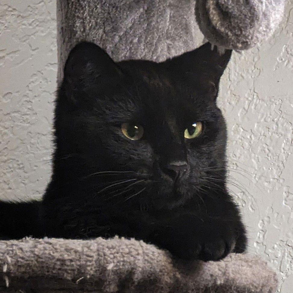 Enlarge Morel, a Adoptable Domestic Short Hair in Laramie, WY image 2/3