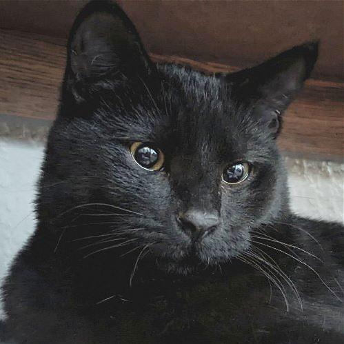 Morel, a Adoptable Domestic Short Hair in Laramie, WY image 3/6
