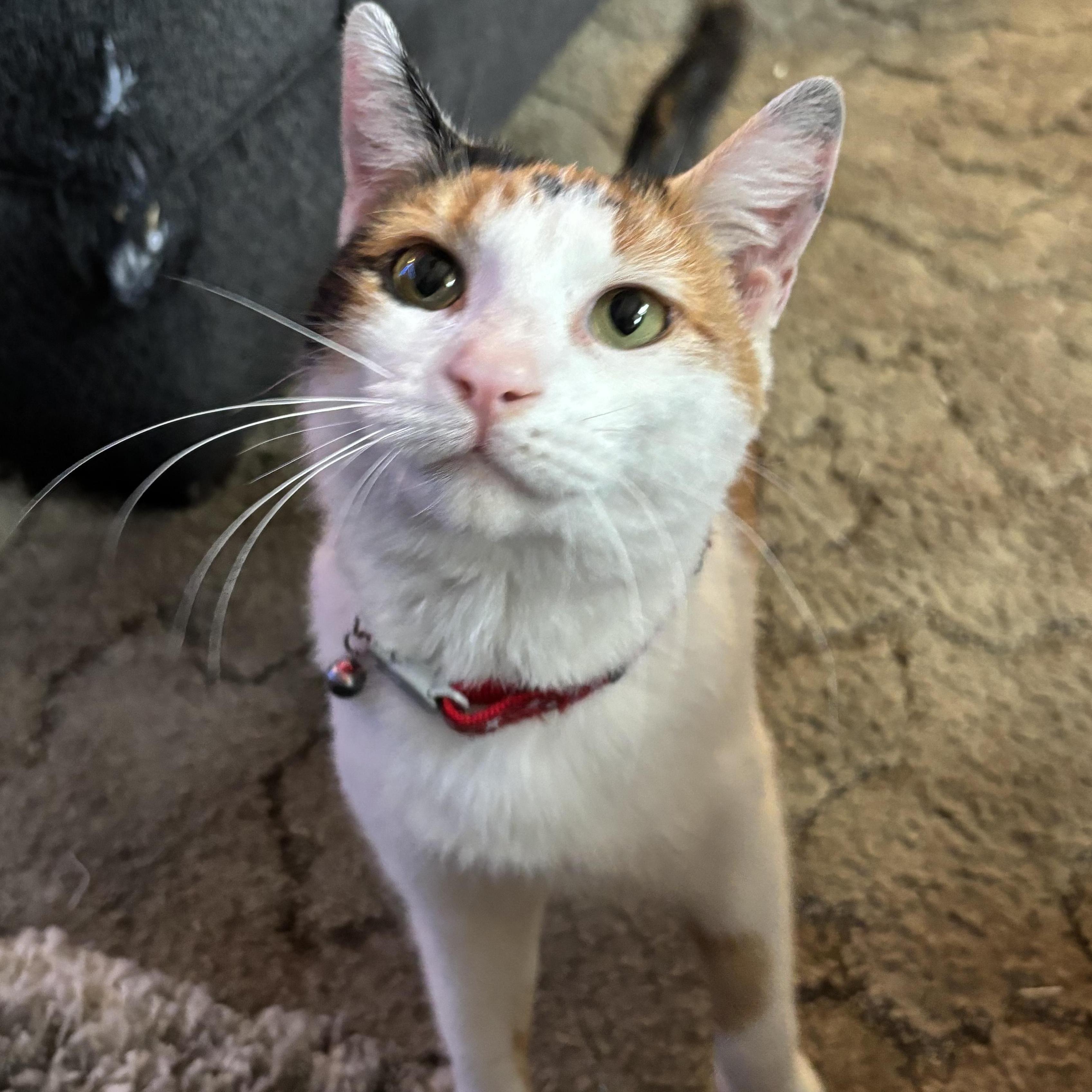 Enlarge Angel, an adoptable Domestic Short Hair in Avon, NY image 2/3