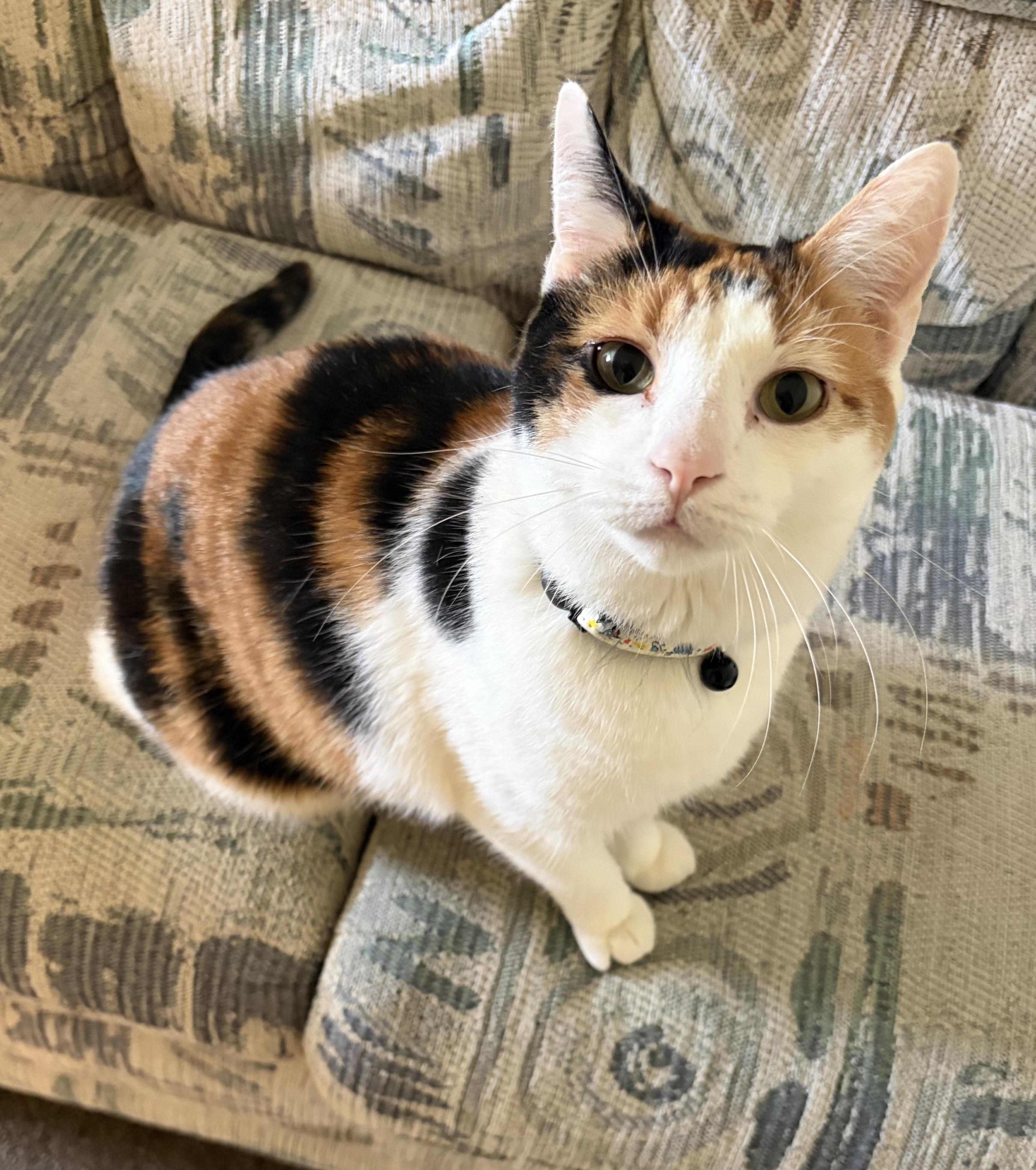 Angel, adoptable, Adult Female Domestic Short Hair.