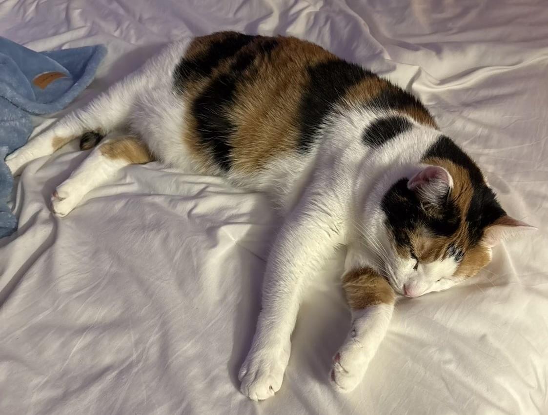 Angel, adoptable, Adult Female Domestic Short Hair.