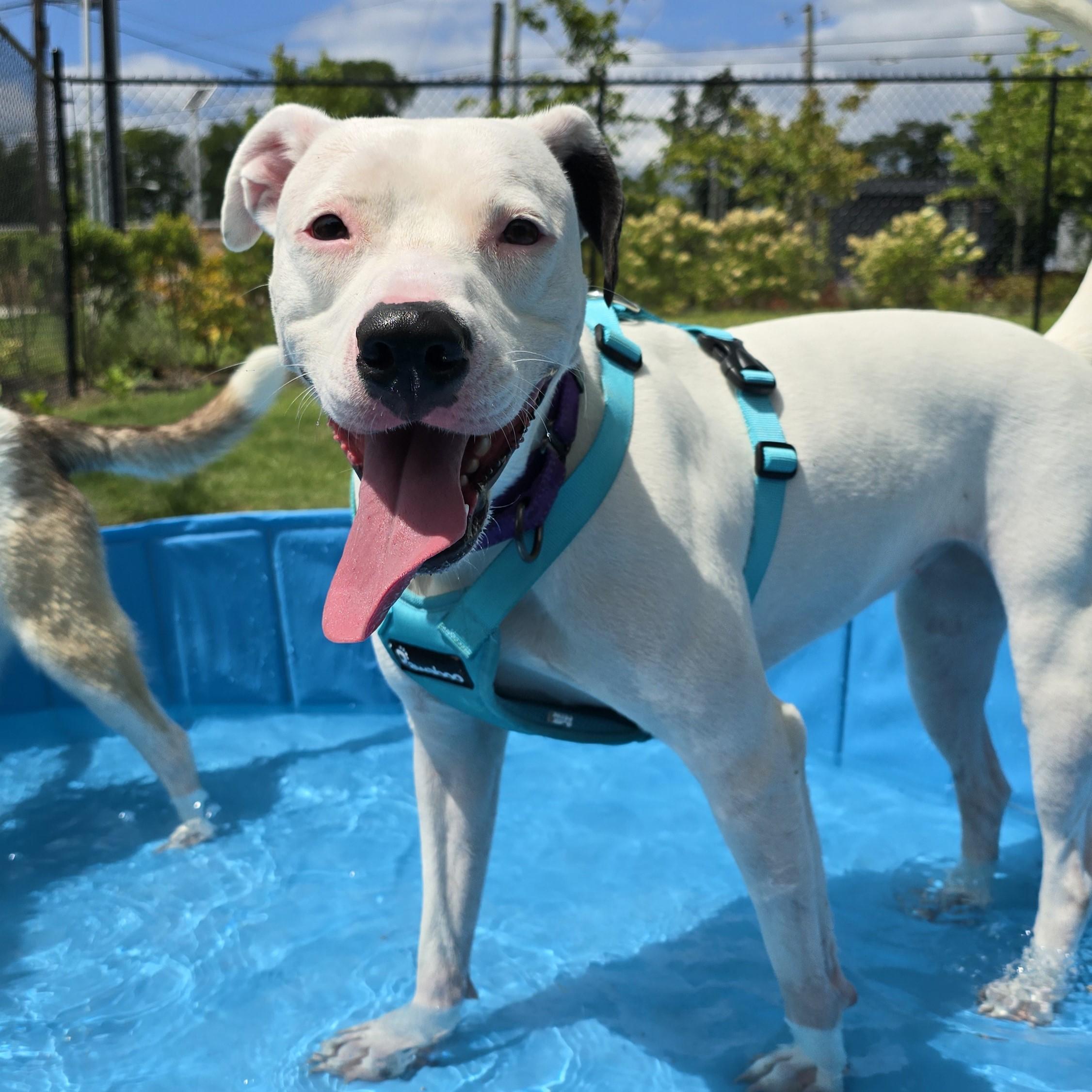 Ostrich, Adoptable, Adult Female Pit Bull Terrier.
