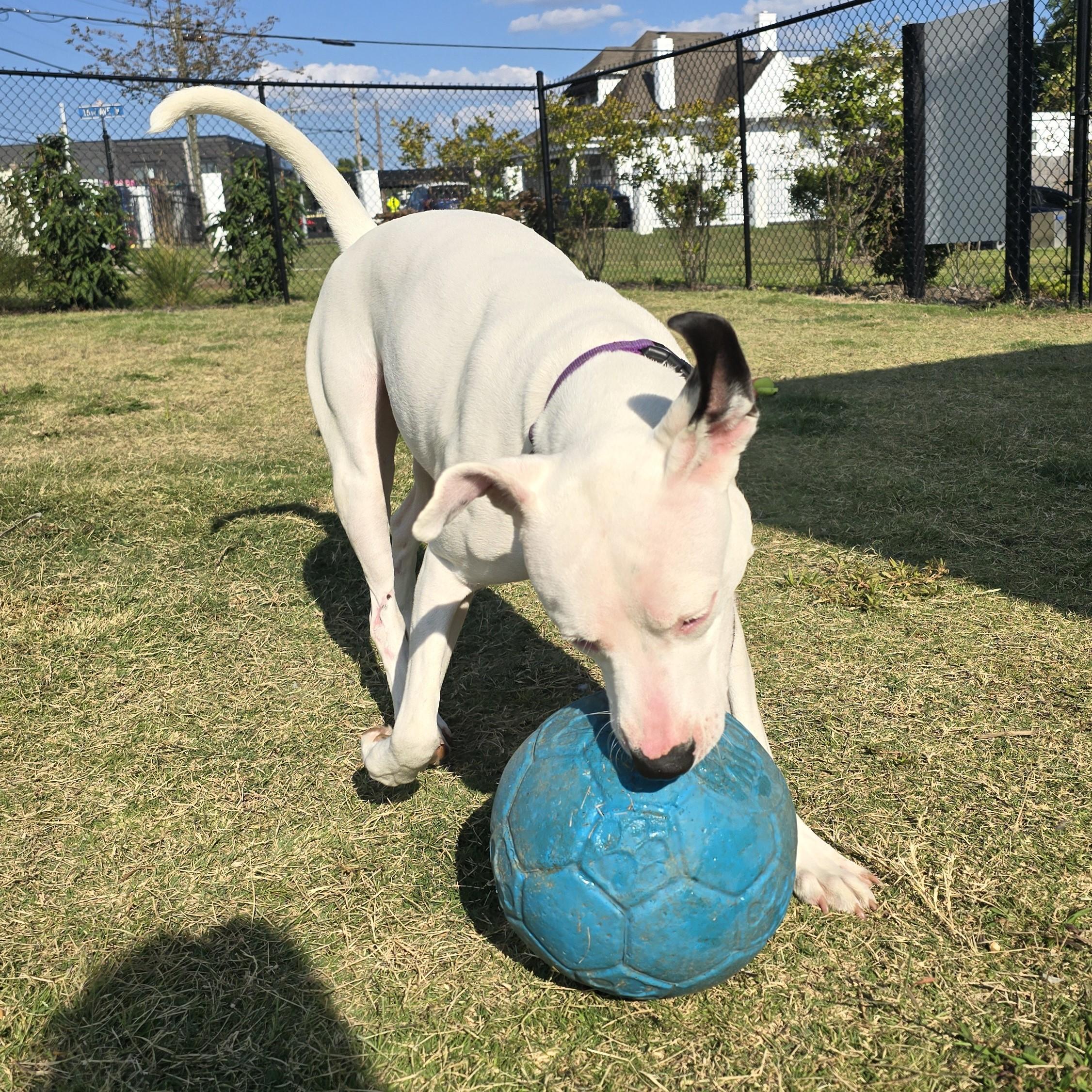 Ostrich, a Adoptable mixed breed in Nashville, TN image 4/6