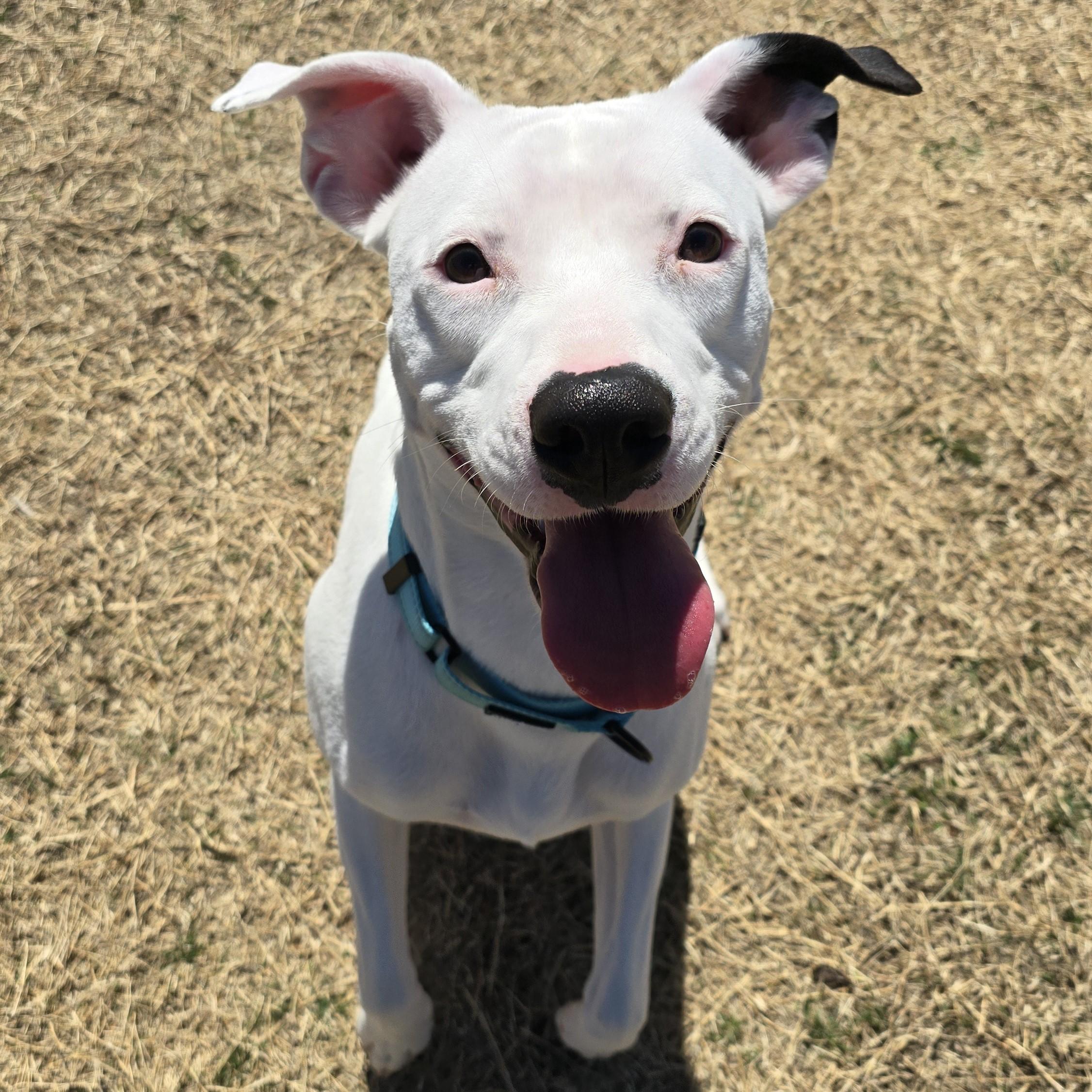 Ostrich, a Adoptable mixed breed in Nashville, TN image 6/6