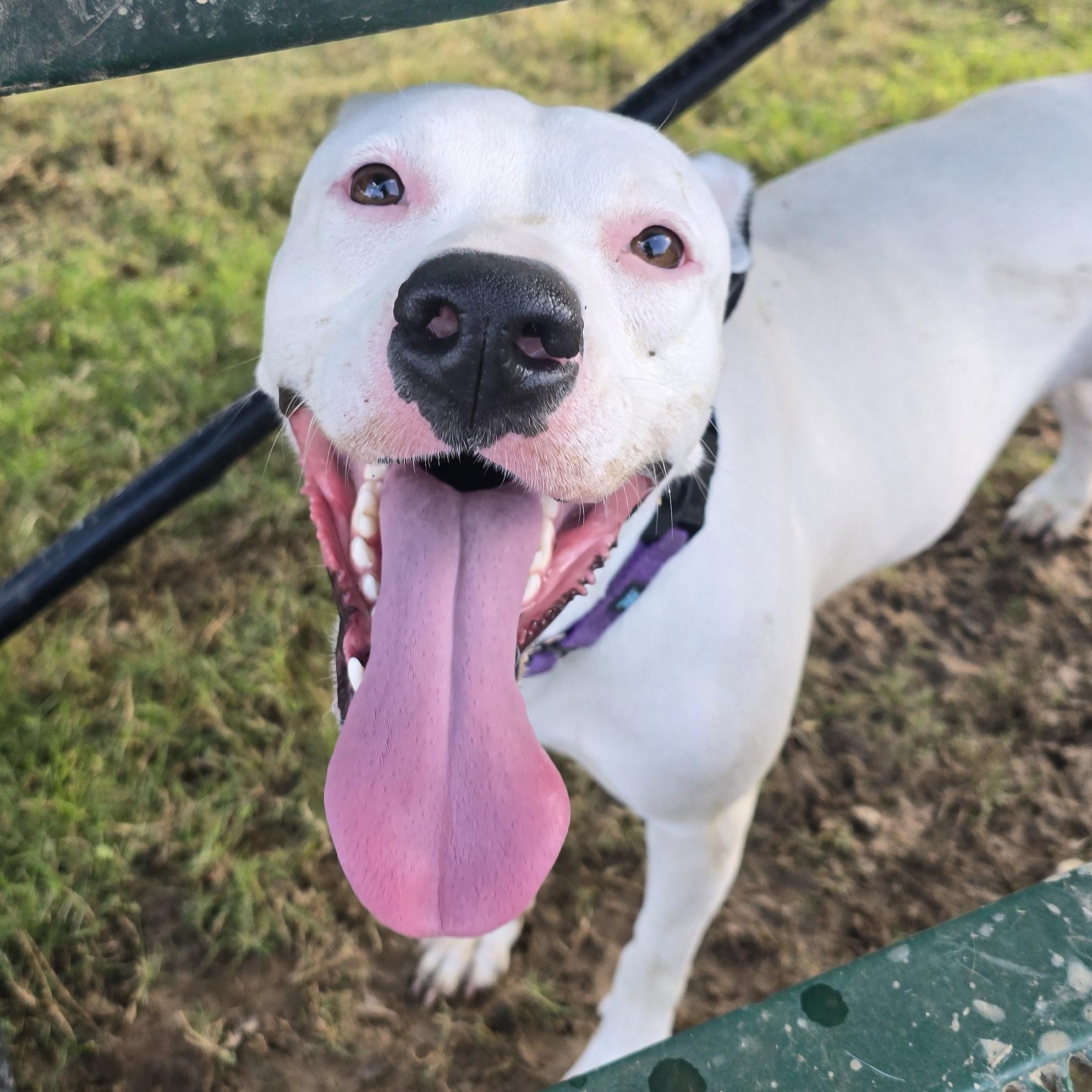 Ostrich, a Adoptable mixed breed in Nashville, TN image 3/6
