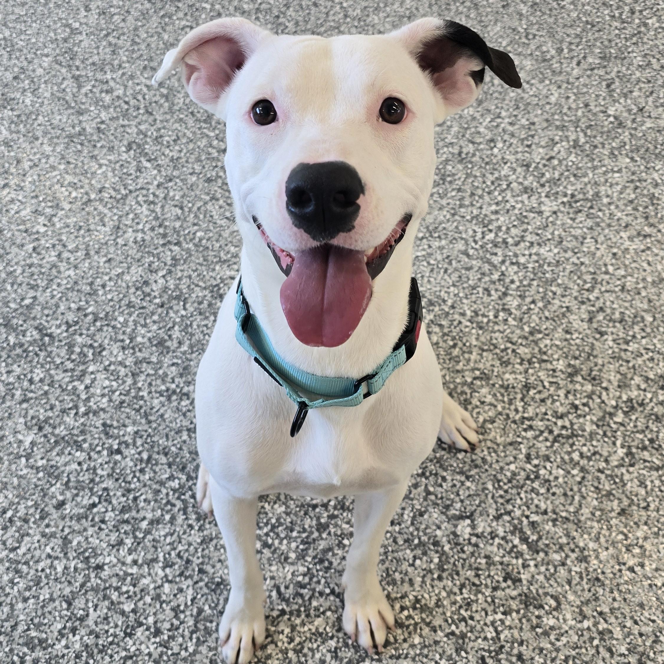 Ostrich, a Adoptable mixed breed in Nashville, TN image 2/6