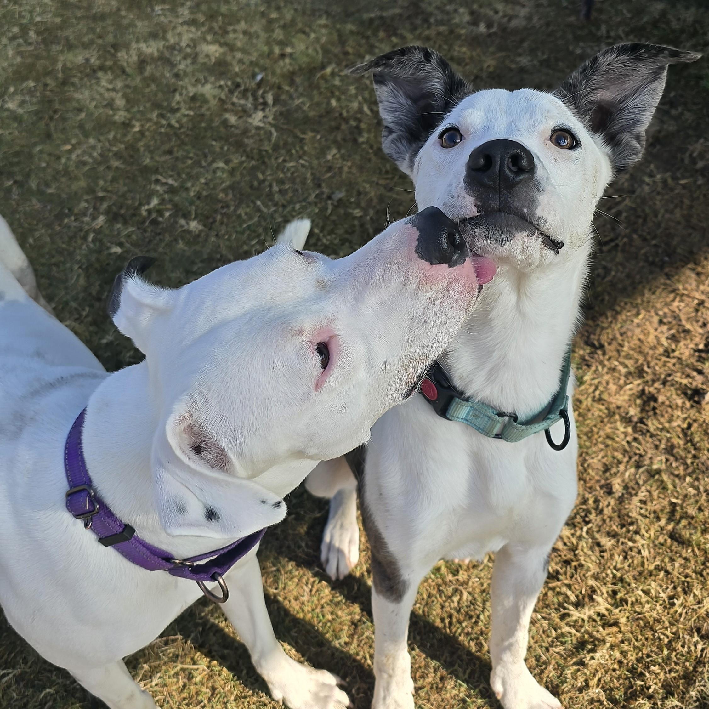 Ostrich, a Adoptable mixed breed in Nashville, TN image 5/6
