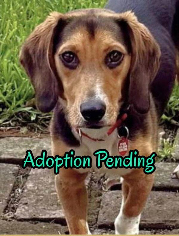 Biscuit II, Adoptable, Young Male Beagle.