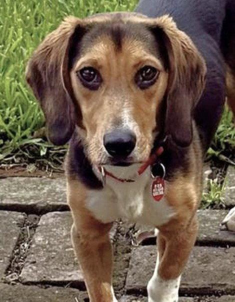 Biscuit II, a Adoptable Beagle in Dunnellon, FL image 2/3