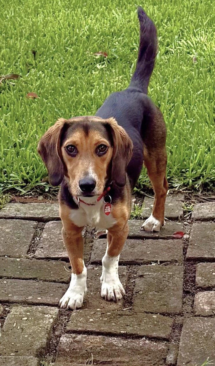 Biscuit II, a Adoptable Beagle in Dunnellon, FL image 3/3