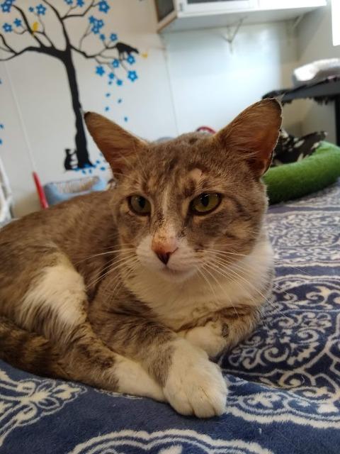 Enlarge Tommy, a Adoptable mixed breed in Bourbonnais, IL image 1/2