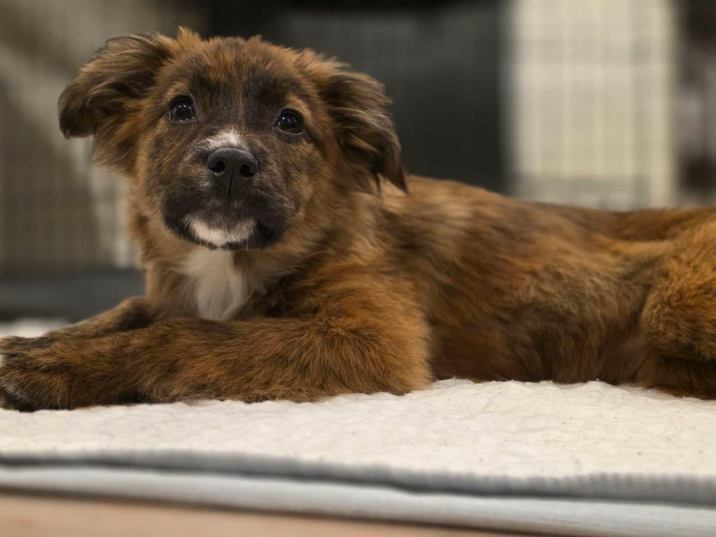 Delilah, ADOPTABLE, Puppy Female Corgi & Labrador Retriever.