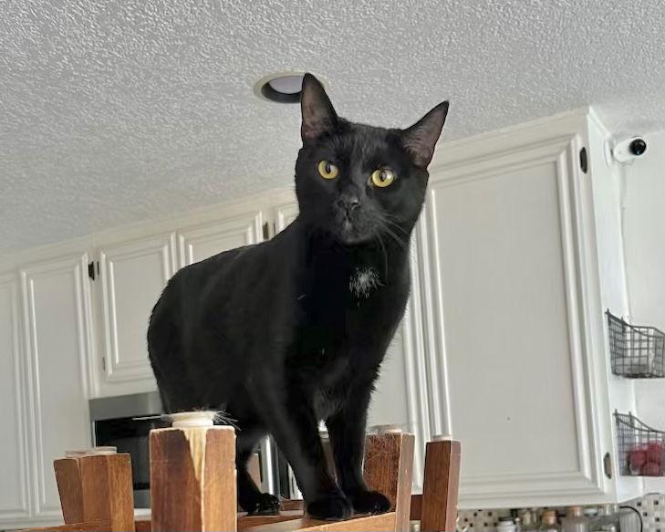 Mousse, Adoptable, Adult Female Bombay & Domestic Short Hair.