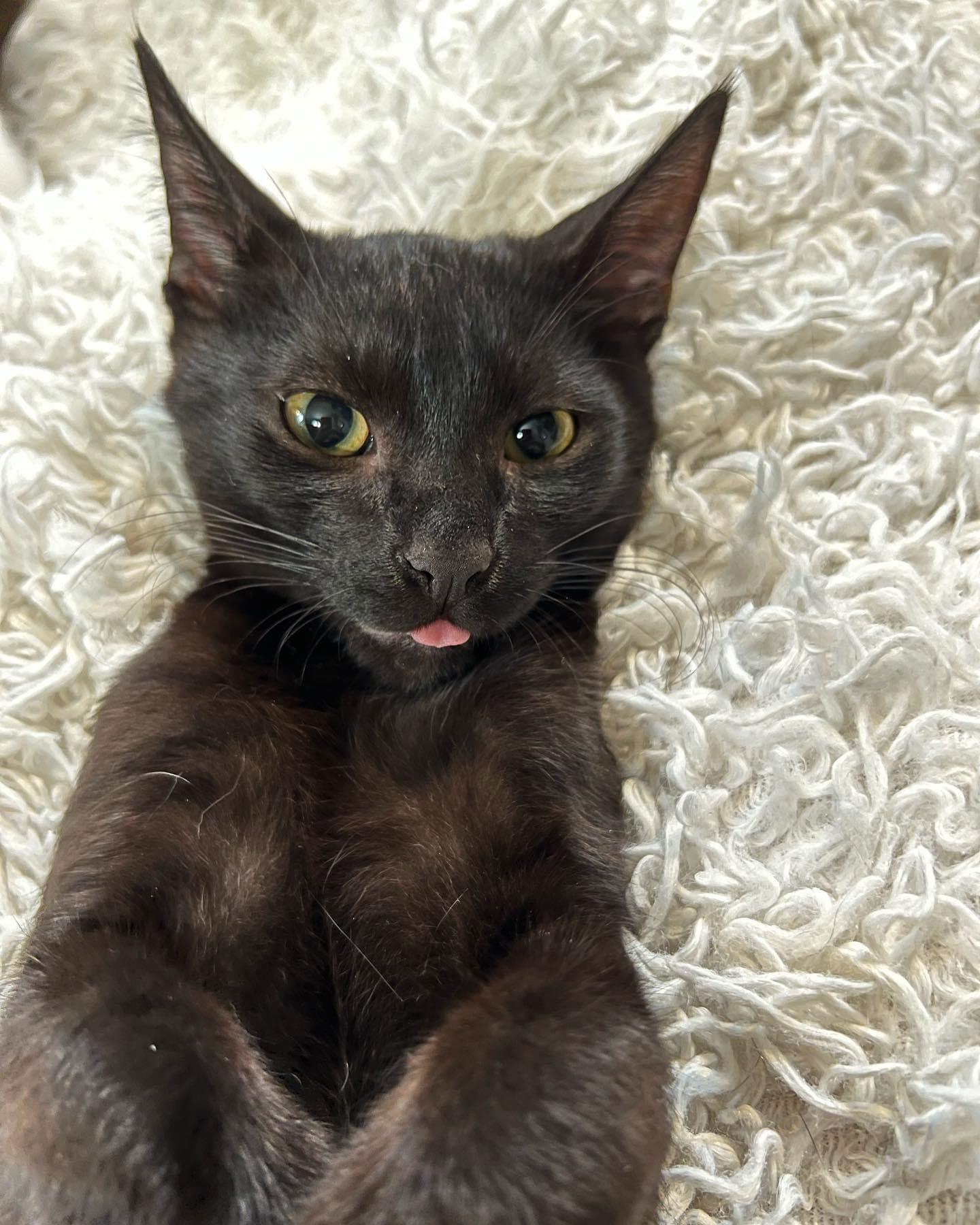 Enlarge Mousse, a Adoptable mixed breed in Laguna Niguel, CA image 2/6