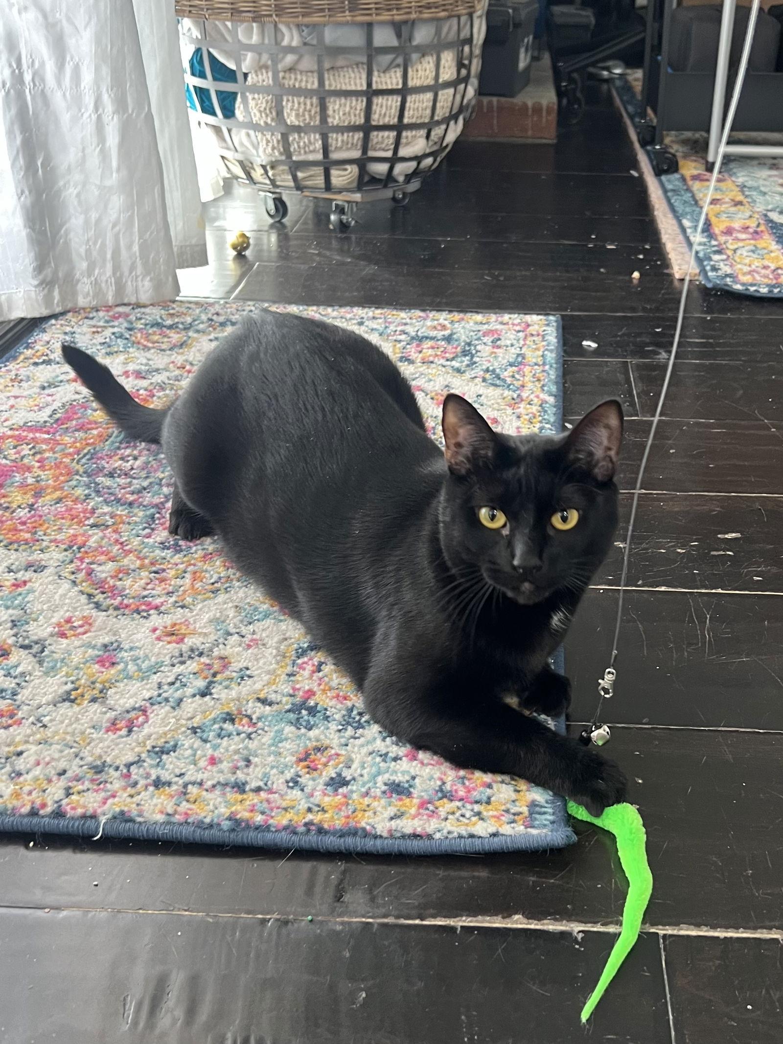 Enlarge Mousse, a Adoptable mixed breed in Laguna Niguel, CA image 3/6