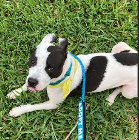 Enlarge Annie, a Adoptable Mixed Breed in Palm Harbor, FL image 4/6