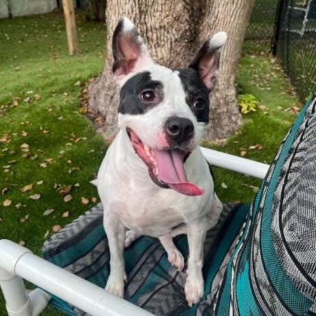 Annie, Adoptable, Young Female Mixed Breed.