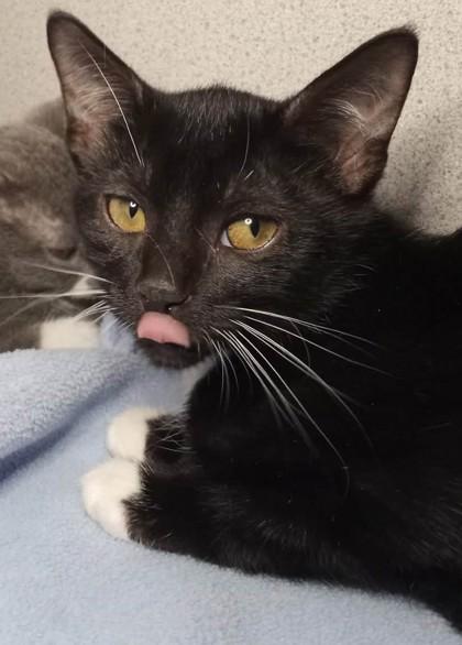Nettle, Adoptable, Kitten Male Domestic Short Hair.