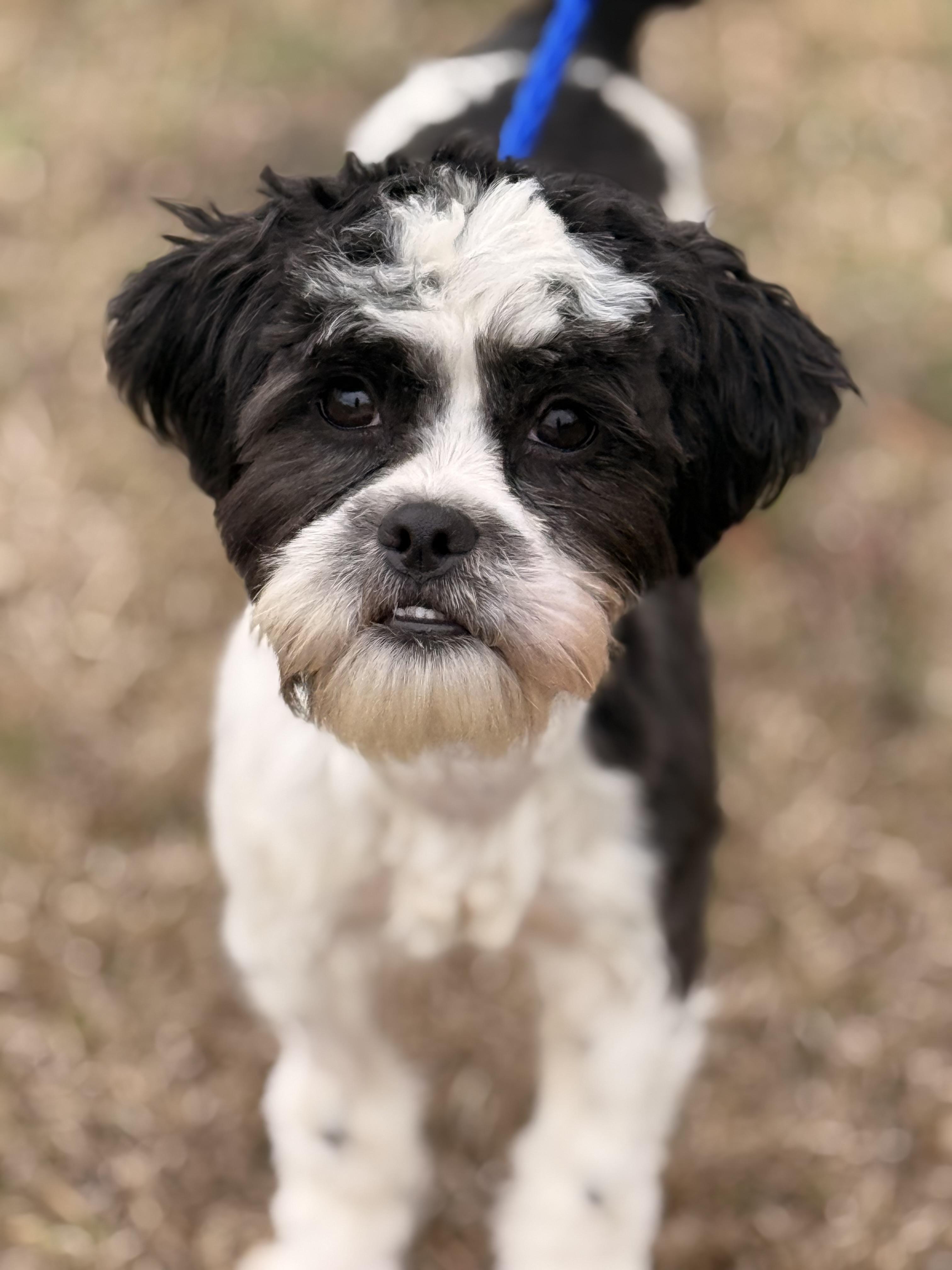 Enlarge Oreo, a ADOPTABLE Shih poo in Texarkana, TX image 4/6