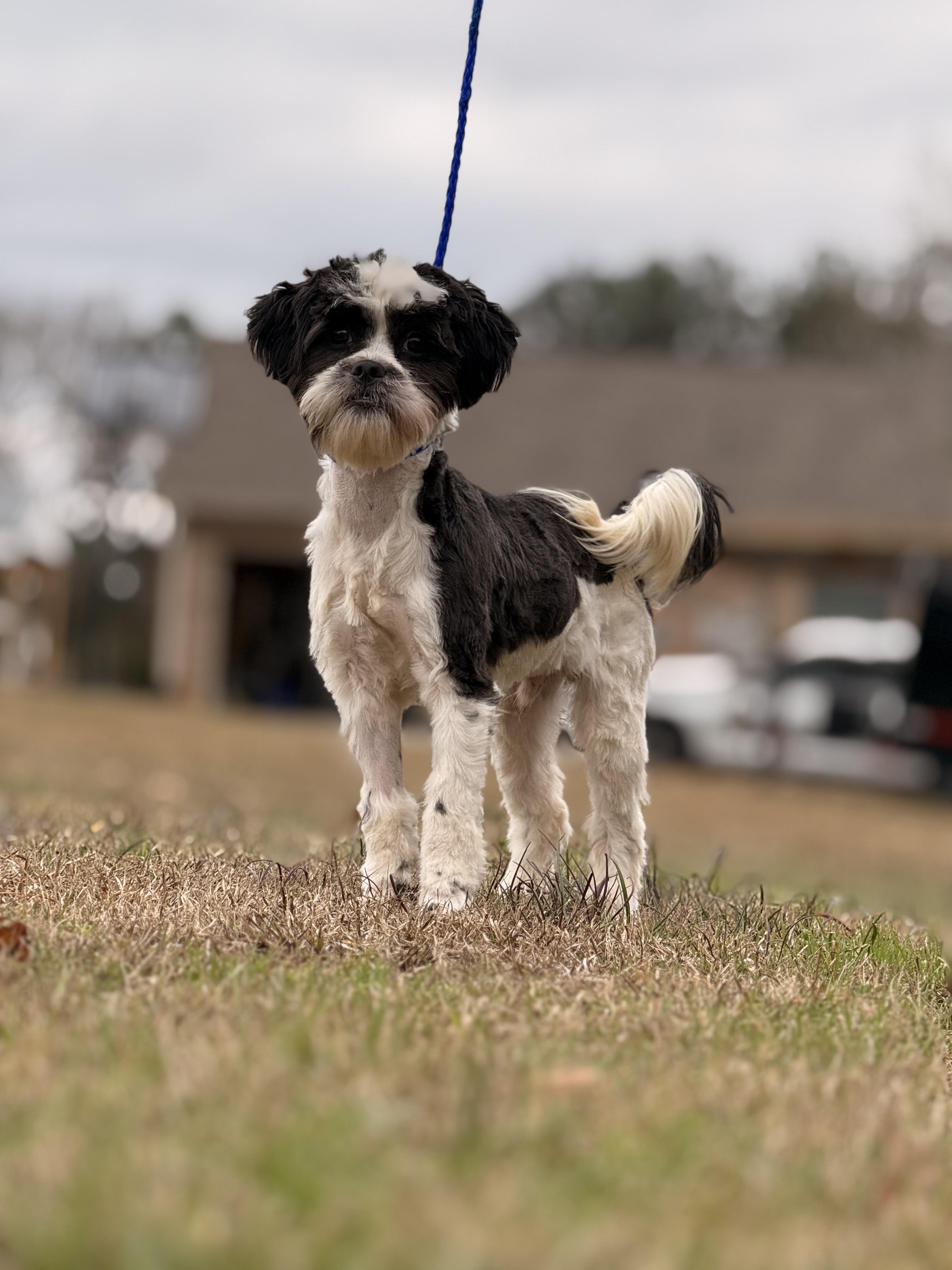 Enlarge Oreo, a ADOPTABLE Shih poo in Texarkana, TX image 2/6