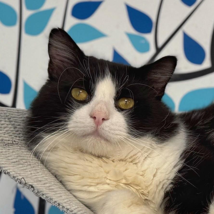 Carl Fredrickson, Adult Male Domestic Long Hair