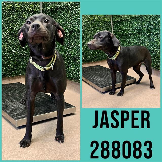 Enlarge JASPER, a Adoptable Mixed Breed in Macon, GA image 1/1