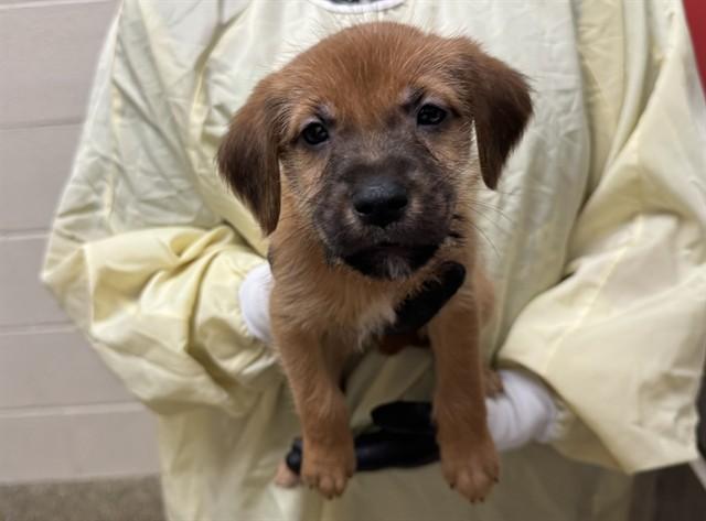 LOOSE CHANGE, Adoptable, Puppy Male Wheaten Terrier & Labrador Retriever.