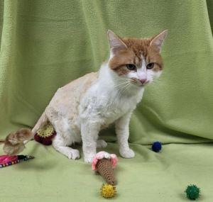 Taz, ADOPTABLE, Adult Male Domestic Medium Hair.