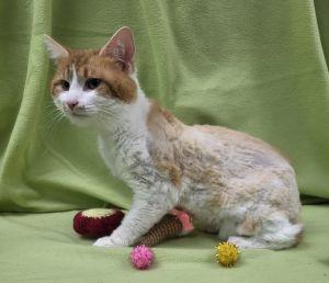 Taz, a ADOPTABLE Domestic Medium Hair in Bucyrus, OH image 2/3