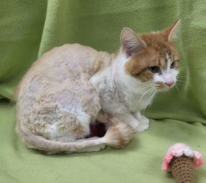 Taz, a ADOPTABLE Domestic Medium Hair in Bucyrus, OH image 3/3