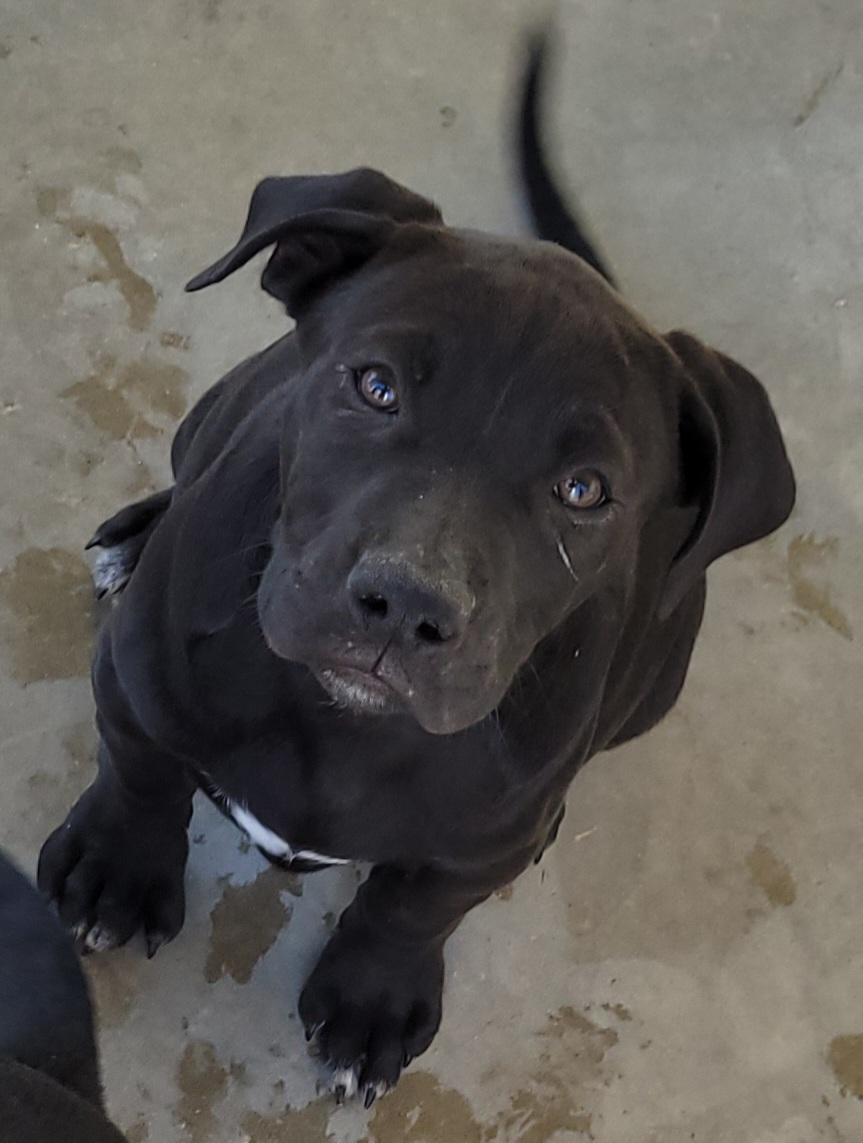 Seven Dwarves Puppies, Adopted, Puppy Male Labrador Retriever.