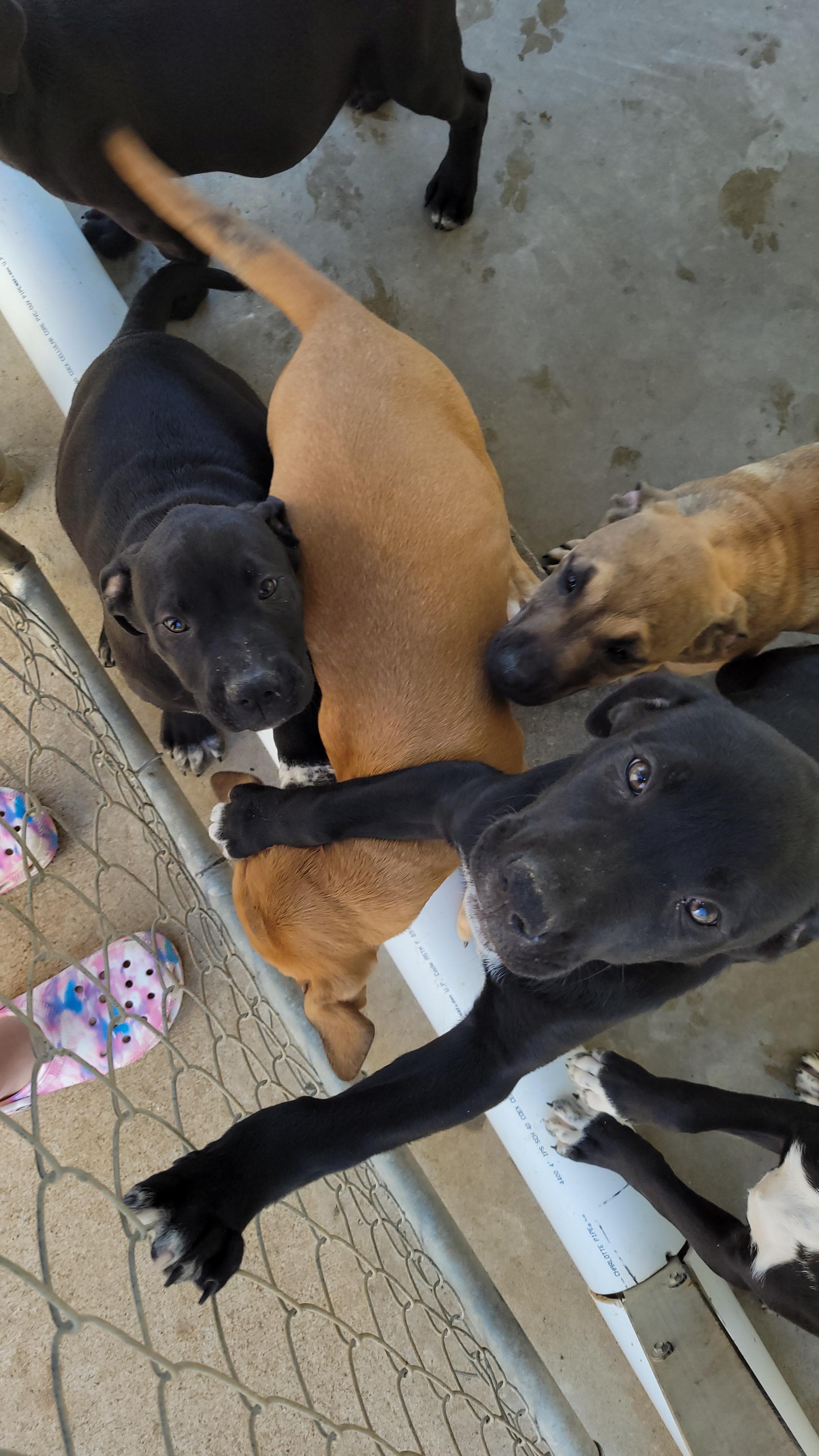 Enlarge Seven Dwarves Puppies, a Adopted mixed breed in Bowersville, GA image 6/6