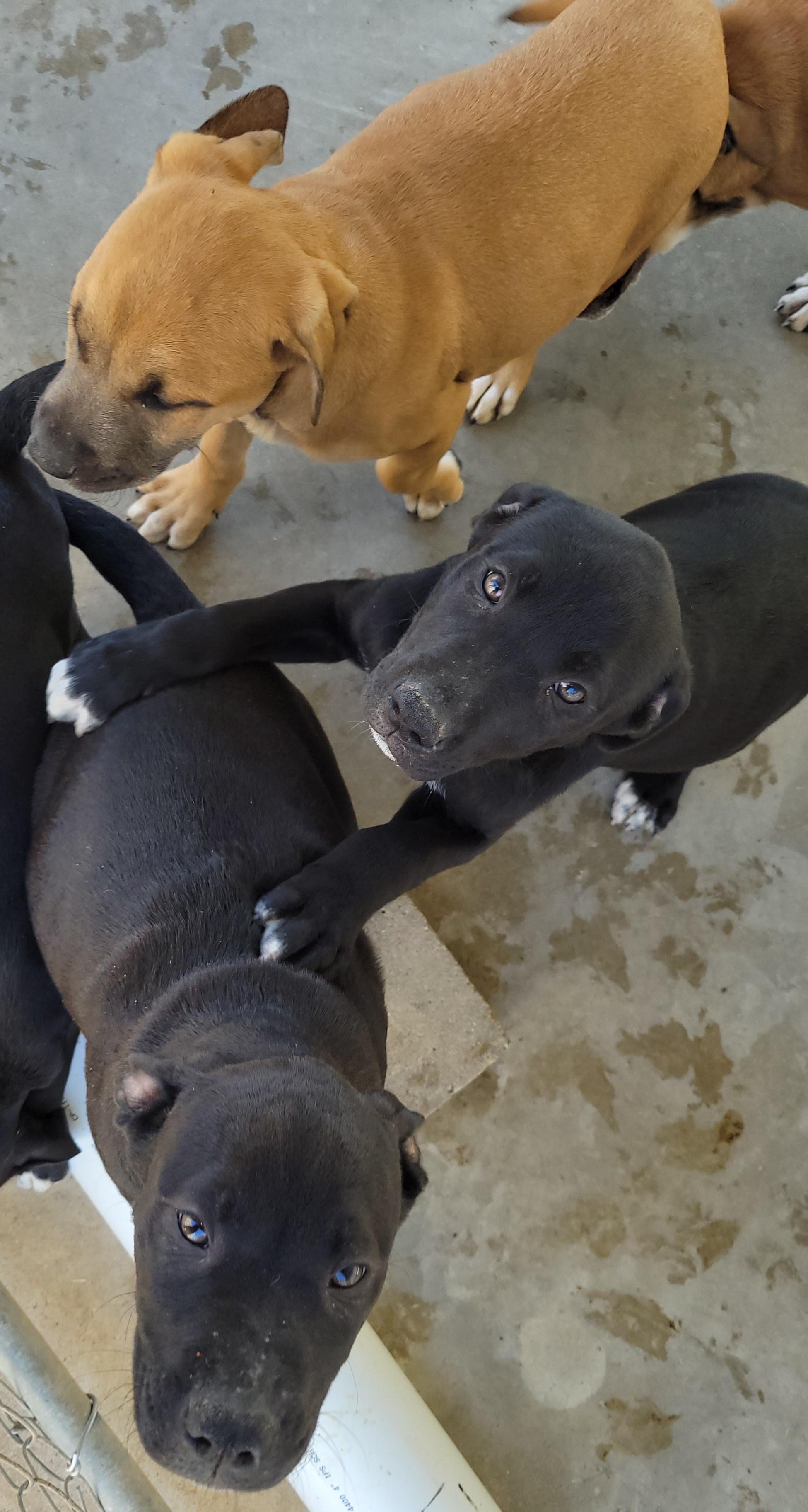 Enlarge Seven Dwarves Puppies, a Adopted mixed breed in Bowersville, GA image 3/6