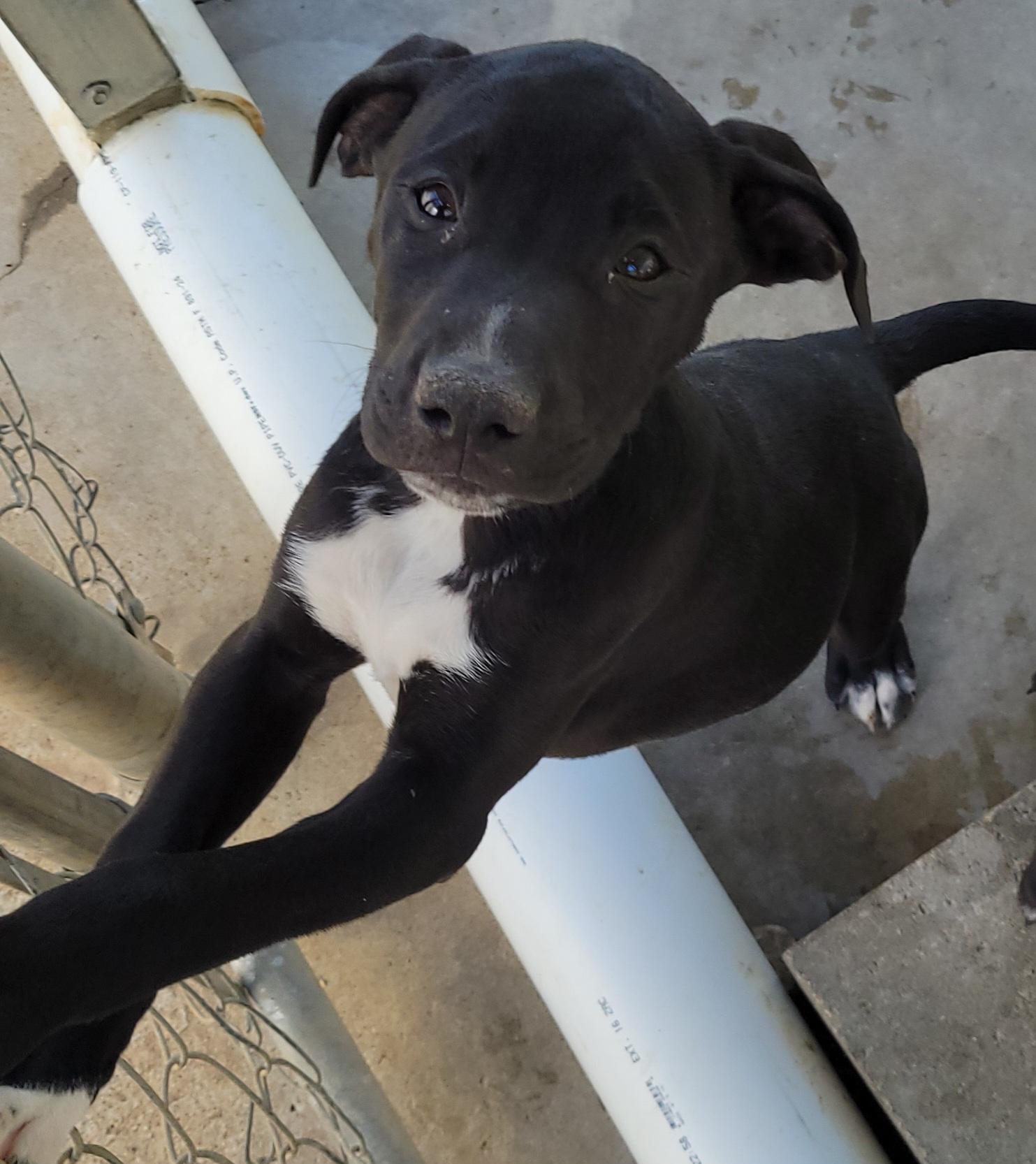 Enlarge Seven Dwarves Puppies, a Adopted mixed breed in Bowersville, GA image 5/6