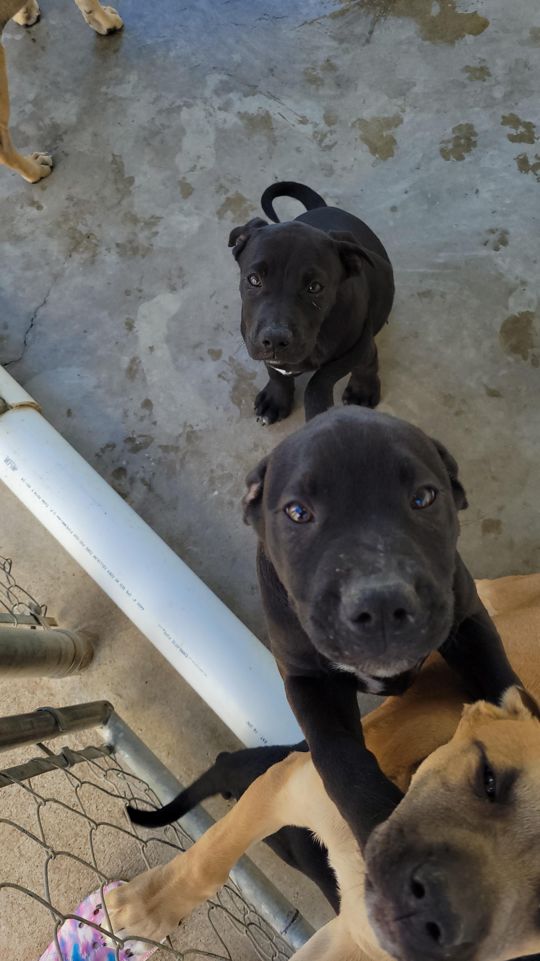 Enlarge Seven Dwarves Puppies, a Adopted mixed breed in Bowersville, GA image 4/6